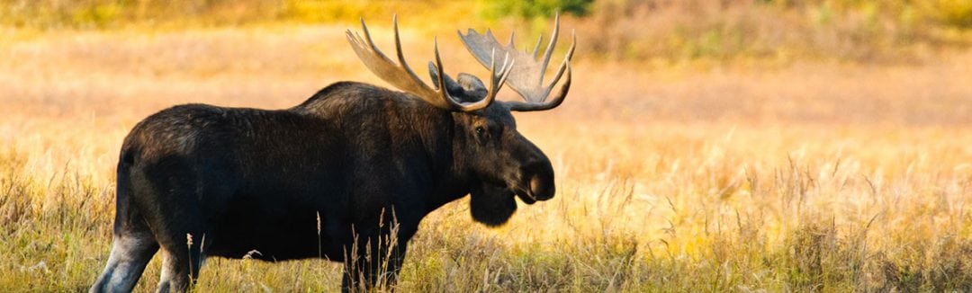 Alaskan Moose and Brown Bear Hunt