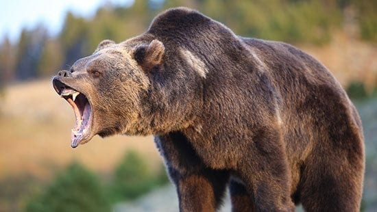 Western Alaska Fall Brown Bear Hunt