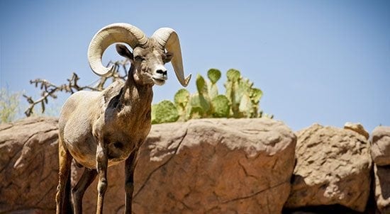 Mexico Desert Sheep Hunt