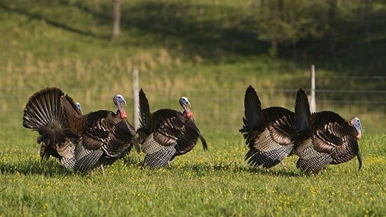 Iowa Turkey Hunt