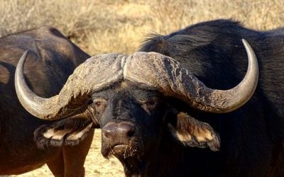 Hunting the Dark Continent