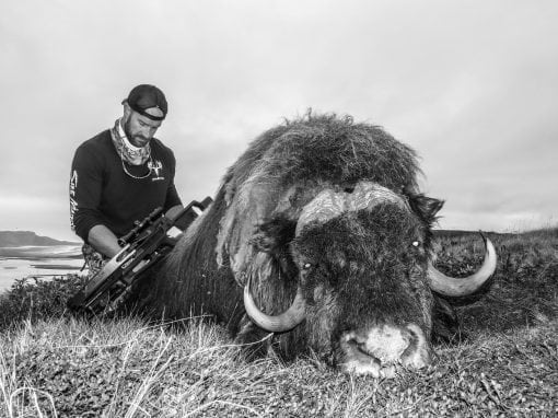 Coyne and his awesome crossbow Muskox in Greenland