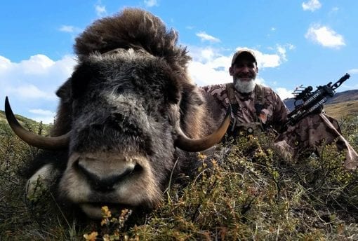 Matt with his beautiful muskox taken with his bow