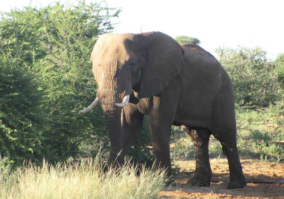 South Africa Elephant Hunt