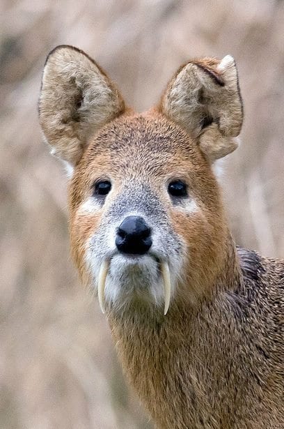 England Chinese Water Deer and Bird Hunting Combination